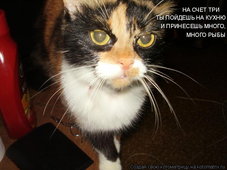 НА СЧЕТ ТРИ ТЫ ПОЙДЕШЬ НА КУХНЮ И ПРИНЕСЕШЬ МНОГО, МНОГО РЫБЫ... Котоматрица: НА СЧЕТ ТРИ ТЫ ПОЙДЕШЬ НА КУХНЮ И ПРИНЕСЕШЬ МНОГО, МНОГО РЫБЫ