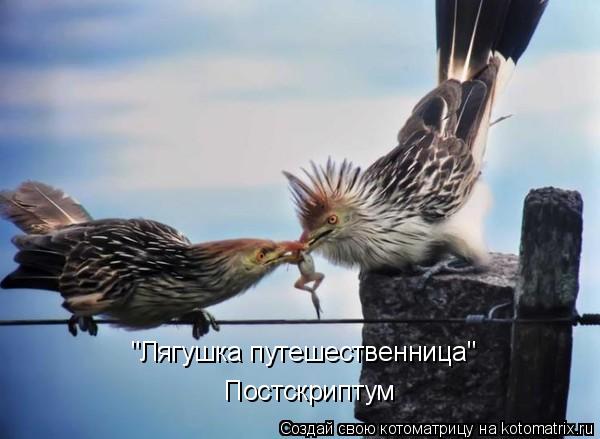 Котоматрица: "Лягушка путешественница" Постскриптум