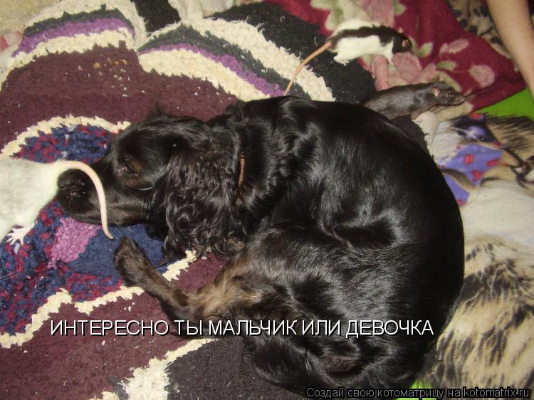ИНТЕРЕСНО ТЫ МАЛЬЧИК ИЛИ ДЕВОЧКА... Котоматрица: ИНТЕРЕСНО ТЫ МАЛЬЧИК ИЛИ ДЕВОЧКА