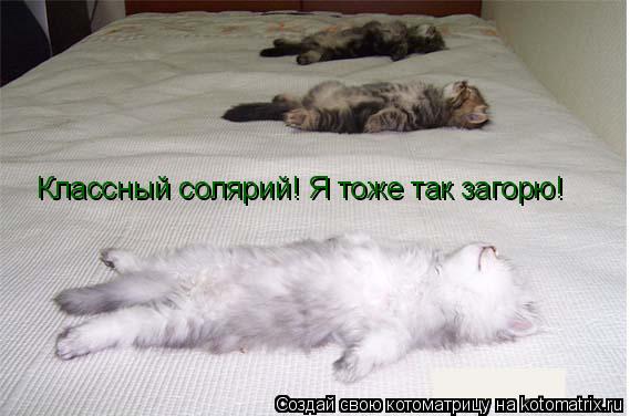 Котоматрица: Классный солярий! Я тоже так загорю!