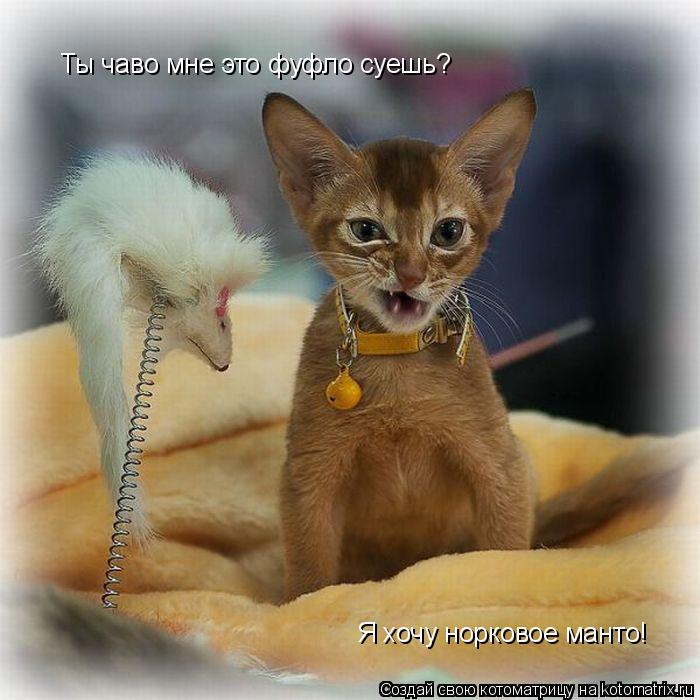 Ты чаво мне это фуфло суешь? Я хочу норковое манто!... Котоматрица: Ты чаво мне это фуфло суешь? Я хочу норковое манто!