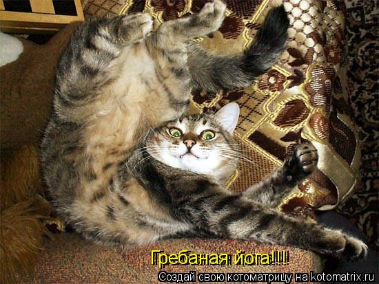 Гребаная йога!!! Гребаная йога!!!... Котоматрица: Гребаная йога!!! Гребаная йога!!!