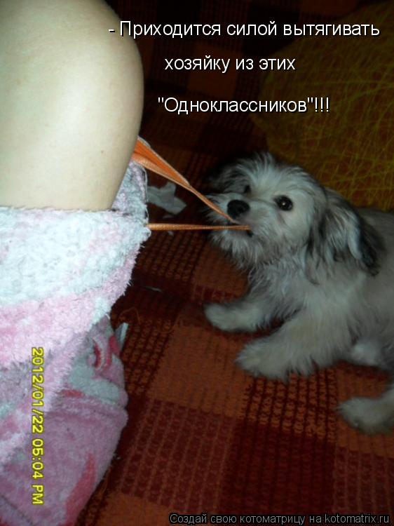 Котоматрица: - Приходится силой вытягивать  хозяйку из этих  "Одноклассников"!!!