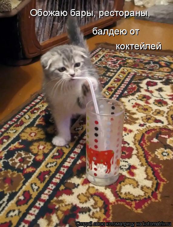 Котоматрица: Обожаю бары, рестораны, балдею от  коктейлей