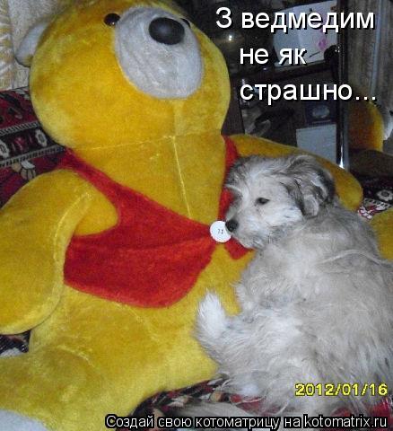 Котоматрица: З ведмедим не як  страшно...