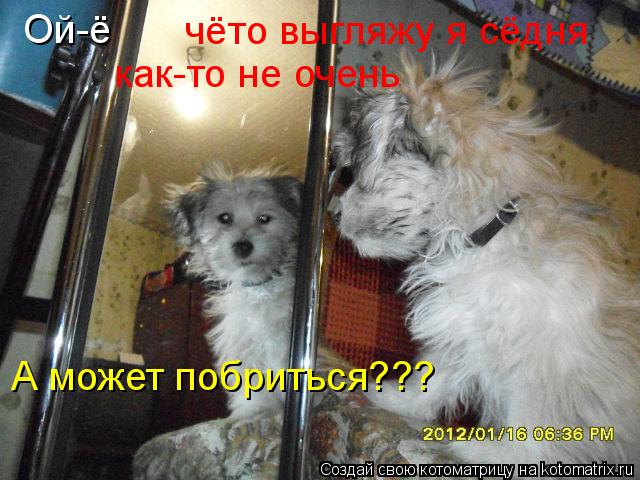 Котоматрица: Ой-ё чёто выгляжу я сёдня как-то не очень А может побриться???