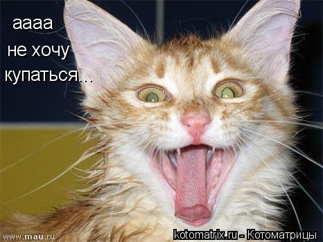 аааа не хочу купаться...... Котоматрица: аааа не хочу купаться...