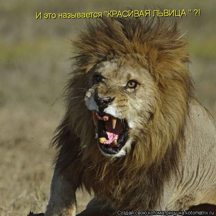 И это называется "КРАСИВАЯ ЛЬВИЦА " ?!... Котоматрица: И это называется "КРАСИВАЯ ЛЬВИЦА " ?!