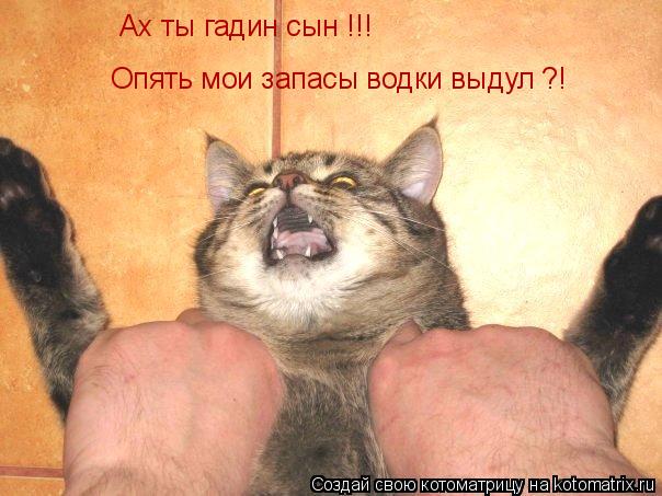 Ах ты гадин сын !!! Опять мои запасы водки выдул ?!... Котоматрица: Ах ты гадин сын !!! Опять мои запасы водки выдул ?!