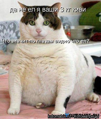 да не ел я ваши 3 кг киви Что значит-по глазам видно что ел?... Котоматрица: да не ел я ваши 3 кг киви Что значит-по глазам видно что ел?