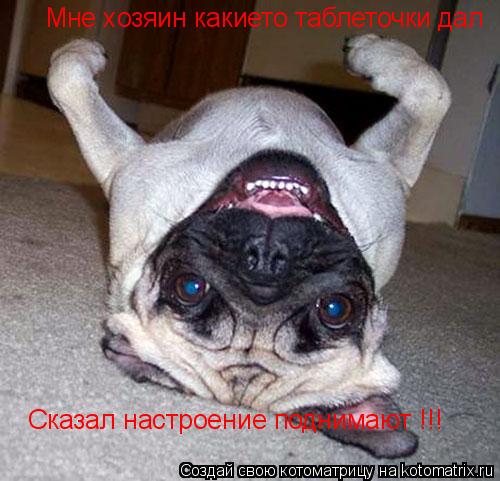 Мне хозяин какието таблеточки дал Сказал настроение поднимают !!!... Котоматрица: Мне хозяин какието таблеточки дал Сказал настроение поднимают !!!