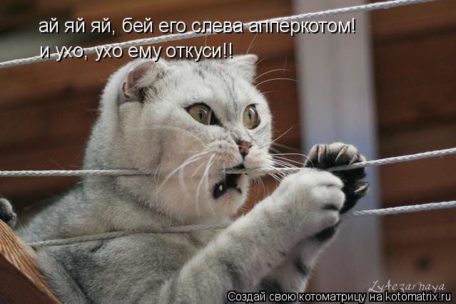 ай яй яй, бей его слева апперкотом! и ухо, ухо ему откуси!!... Котоматрица: ай яй яй, бей его слева апперкотом! и ухо, ухо ему откуси!!