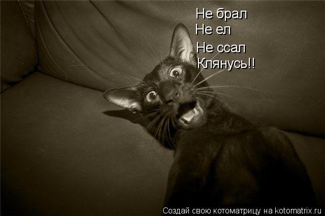 Не брал Не ел Не ссал Клянусь!!... Котоматрица: Не брал Не ел Не ссал Клянусь!!