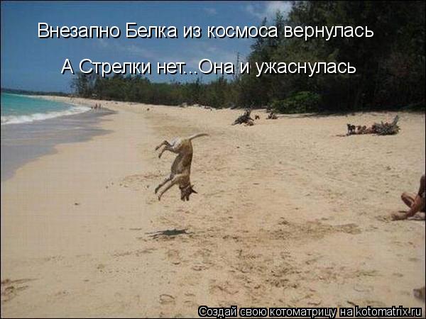 Котоматрица: Внезапно Белка из космоса вернулась  А Стрелки нет...Она и ужаснулась