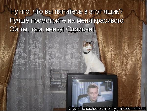 Ну что, что вы пялитесь в этот ящик? Лучше посмотрите на меня красивого. Эй ты, там, внизу! Сдрисни!... Котоматрица: Ну что, что вы пялитесь в этот ящик? Лучше посмотрите на меня красивого. Эй ты, там, внизу! Сдрисни!