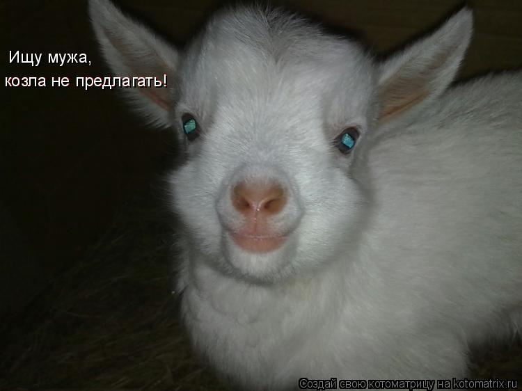 Ищу мужа, козла не предлагать! козла не предлагать!... Котоматрица: Ищу мужа, козла не предлагать! козла не предлагать!
