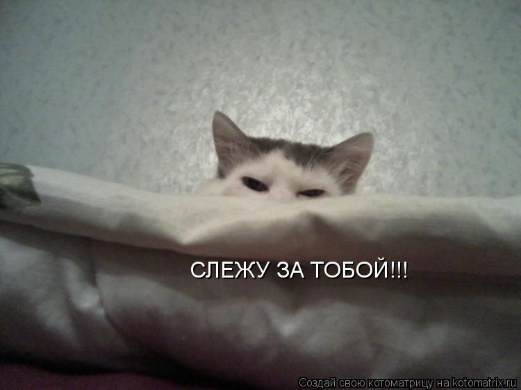 л СЛЕЖУ ЗА ТОБОЙ!!!... Котоматрица: л СЛЕЖУ ЗА ТОБОЙ!!!