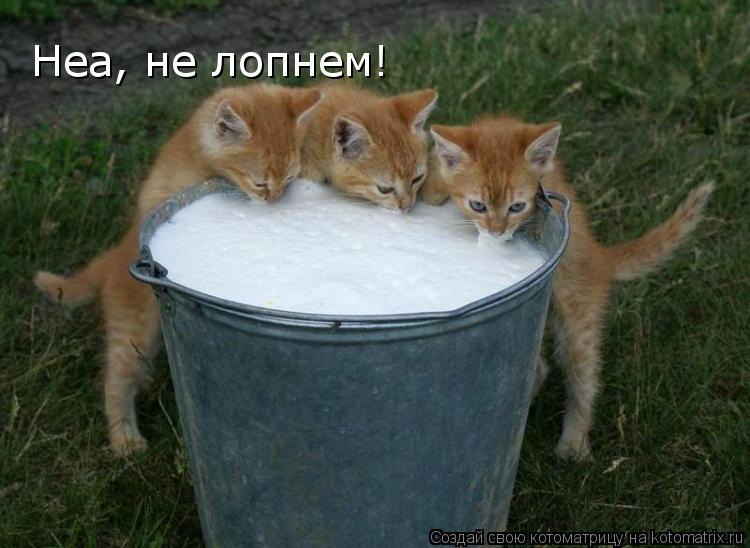 Неа, не лопнем!... Котоматрица: Неа, не лопнем!