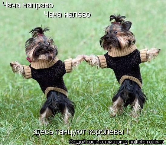Чача направо Чача налево здесь танцуют королевы !... Котоматрица: Чача направо Чача налево здесь танцуют королевы !