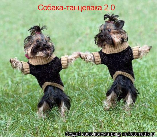 Собака-танцевака 2.0... Котоматрица: Собака-танцевака 2.0