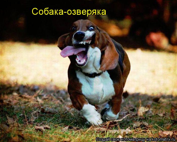 Собака-озверяка... Котоматрица: Собака-озверяка