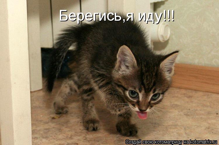Берегись,я иду!!!... Котоматрица: Берегись,я иду!!!