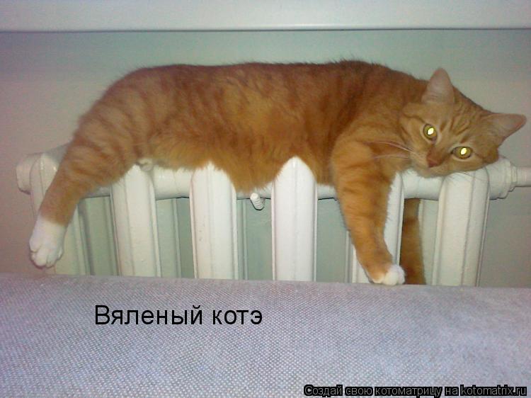 Вяленый котэ... Котоматрица: Вяленый котэ