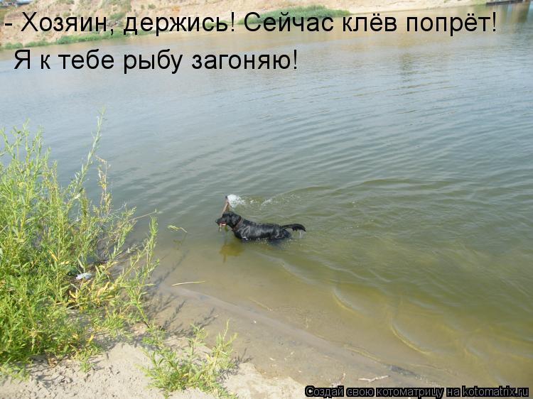 - Хозяин, держись! Сейчас клёв попрёт! Я к тебе рыбу загоняю!... Котоматрица: - Хозяин, держись! Сейчас клёв попрёт! Я к тебе рыбу загоняю!