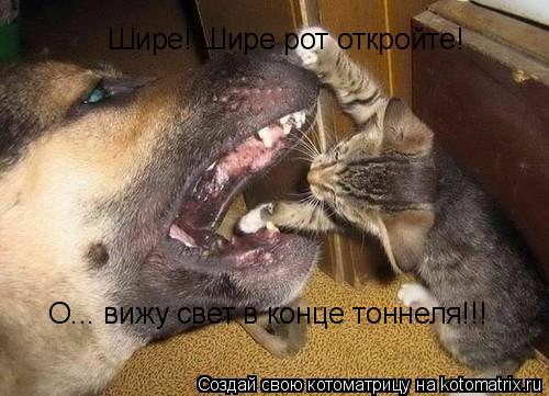 Котоматрица: Шире! Шире рот откройте! О... вижу свет в конце тоннеля!!!