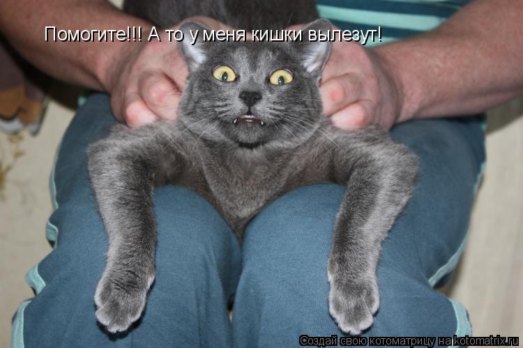 Помогите!!! А то у меня кишки вылезут!... Котоматрица: Помогите!!! А то у меня кишки вылезут!