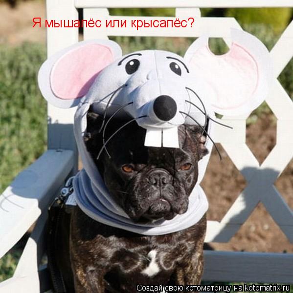 Я мышапёс или крысапёс?... Котоматрица: Я мышапёс или крысапёс?