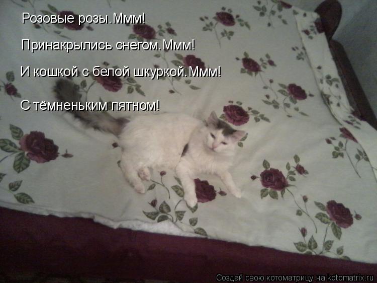 Розовые розы.Ммм! Принакрылись снегом.Ммм! И кошкой с белой шкуркой.Ммм! С тёмненьким пятном! И хвост... Котоматрица: Розовые розы.Ммм! Принакрылись снегом.Ммм! И кошкой с белой шкуркой.Ммм! С тёмненьким пятном! И хвостом