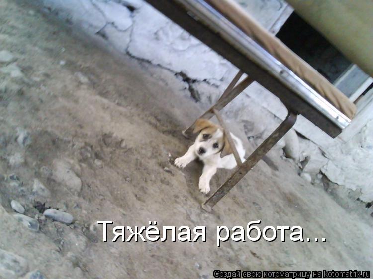 Тяжёлая работа...... Котоматрица: Тяжёлая работа...
