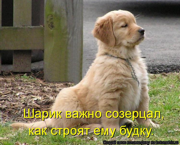 Котоматрица: Шарик важно созерцал, как строят ему будку.