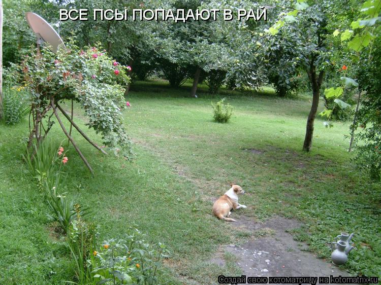 ВСЕ ПСЫ ПОПАДАЮТ В РАЙ... Котоматрица: ВСЕ ПСЫ ПОПАДАЮТ В РАЙ