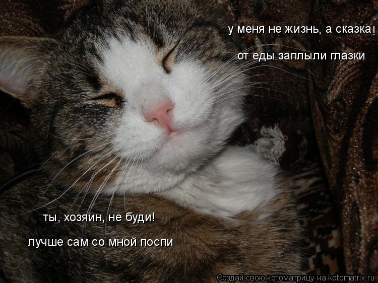у меня не жизнь, а сказка ты, хозяин, не буди! лучше сам со мной поспи от еды заплыли глазки !... Котоматрица: у меня не жизнь, а сказка ты, хозяин, не буди! лучше сам со мной поспи от еды заплыли глазки !
