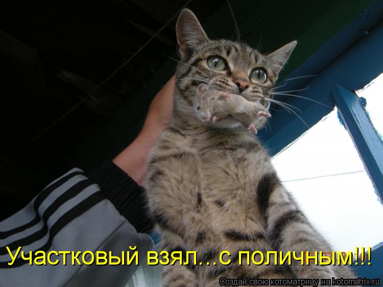 Участковый взял...с поличным!!!... Котоматрица: Участковый взял...с поличным!!!