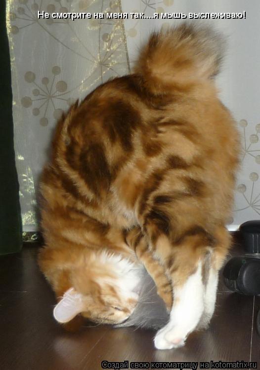 Не смотрите на меня так....я мышь выслеживаю!... Котоматрица: Не смотрите на меня так....я мышь выслеживаю!