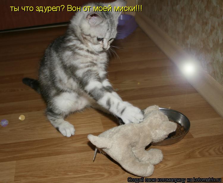 ты что здурел? Вон от моей миски!!!... Котоматрица: ты что здурел? Вон от моей миски!!!