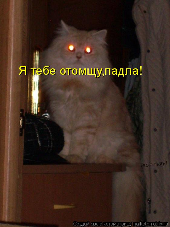 Я тебе отомщу,падла! Твою мать!... Котоматрица: Я тебе отомщу,падла! Твою мать!