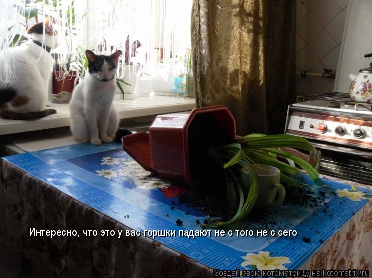 Котоматрица: Интересно, что это у вас горшки падают не с того не с сего