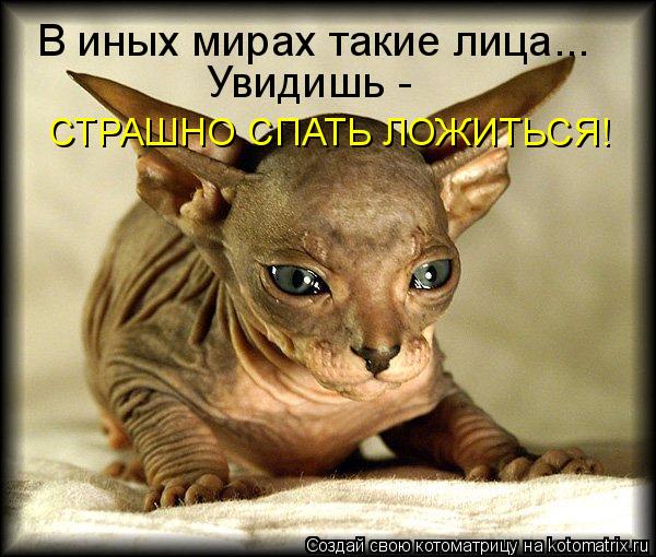 Котоматрица: В иных мирах такие лица... Увидишь -  СТРАШНО СПАТЬ ЛОЖИТЬСЯ!