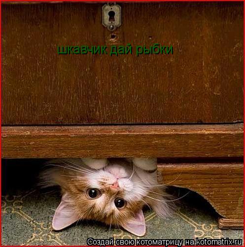Котоматрица: шкавчик дай рыбки