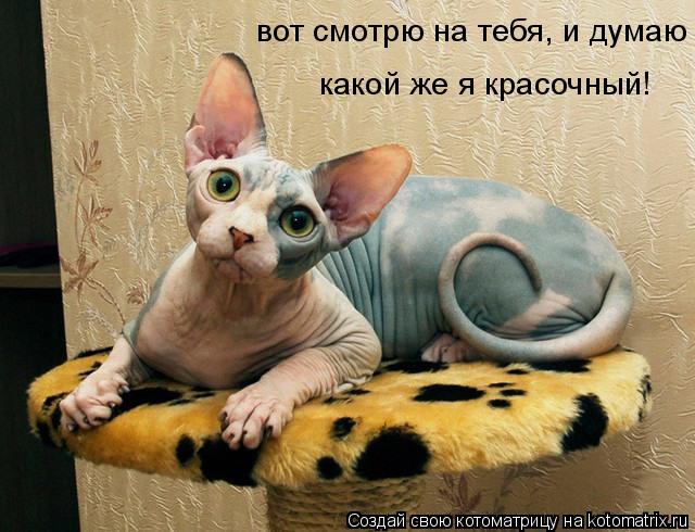 Котоматрица: вот смотрю на тебя, и думаю какой же я красочный!