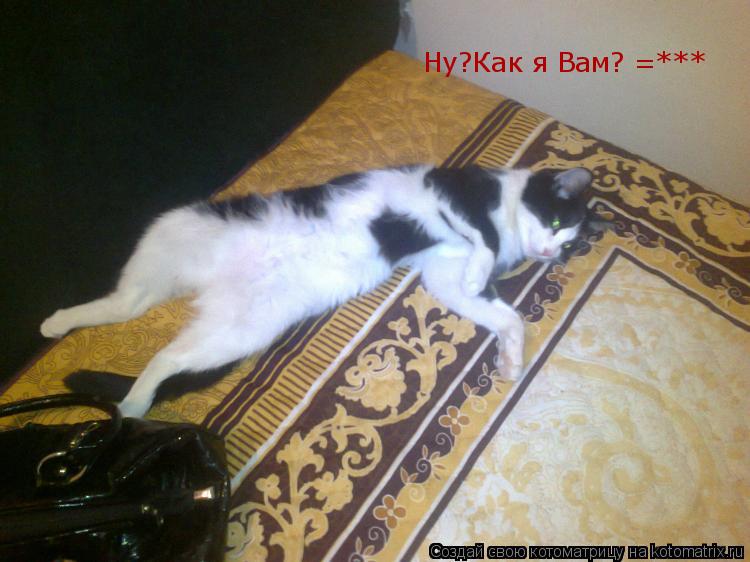 Котоматрица: Ну?Как я Вам? =***