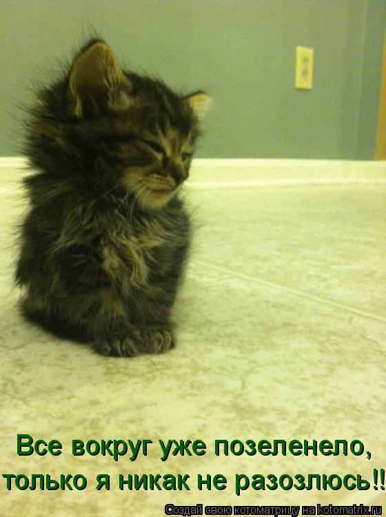 Котоматрица: Все вокруг уже позеленело, только я никак не разозлюсь!!!