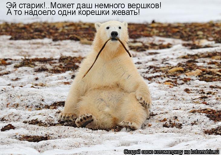 Котоматрица: Эй старик!..Может даш немного вершков! А то надоело одни корешки жевать!
