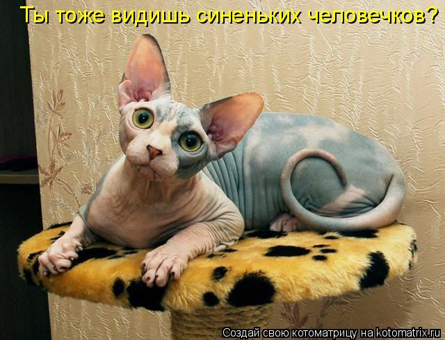Котоматрица: Ты тоже видишь синеньких человечков?