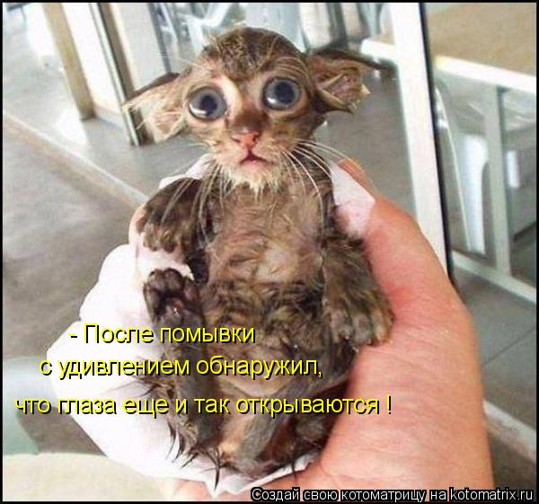 Котоматрица: что глаза еще и так открываются ! - После помывки с удивлением обнаружил,