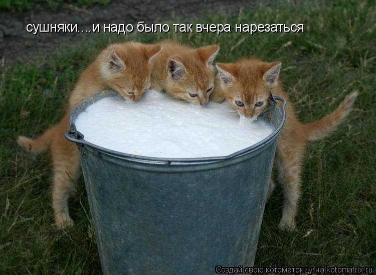 Котоматрица: сушняки....и надо было так вчера нарезаться
